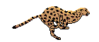 ani97
